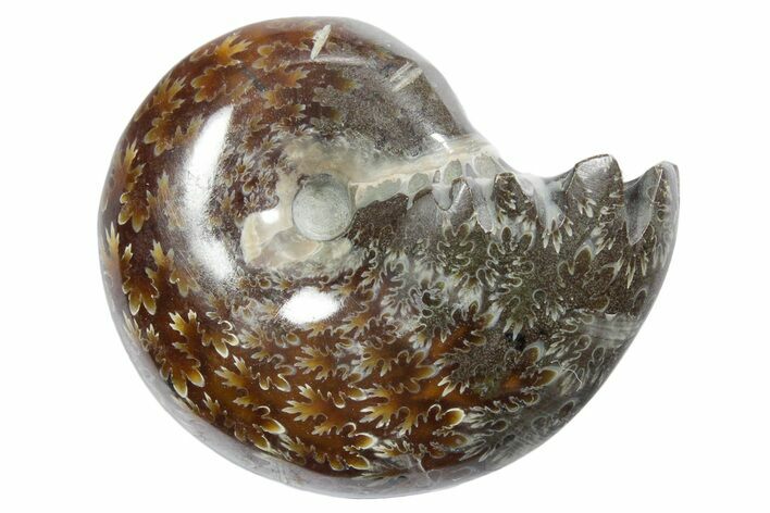 Polished Ammonite (Phylloceras) Fossil - Madagascar #349787
